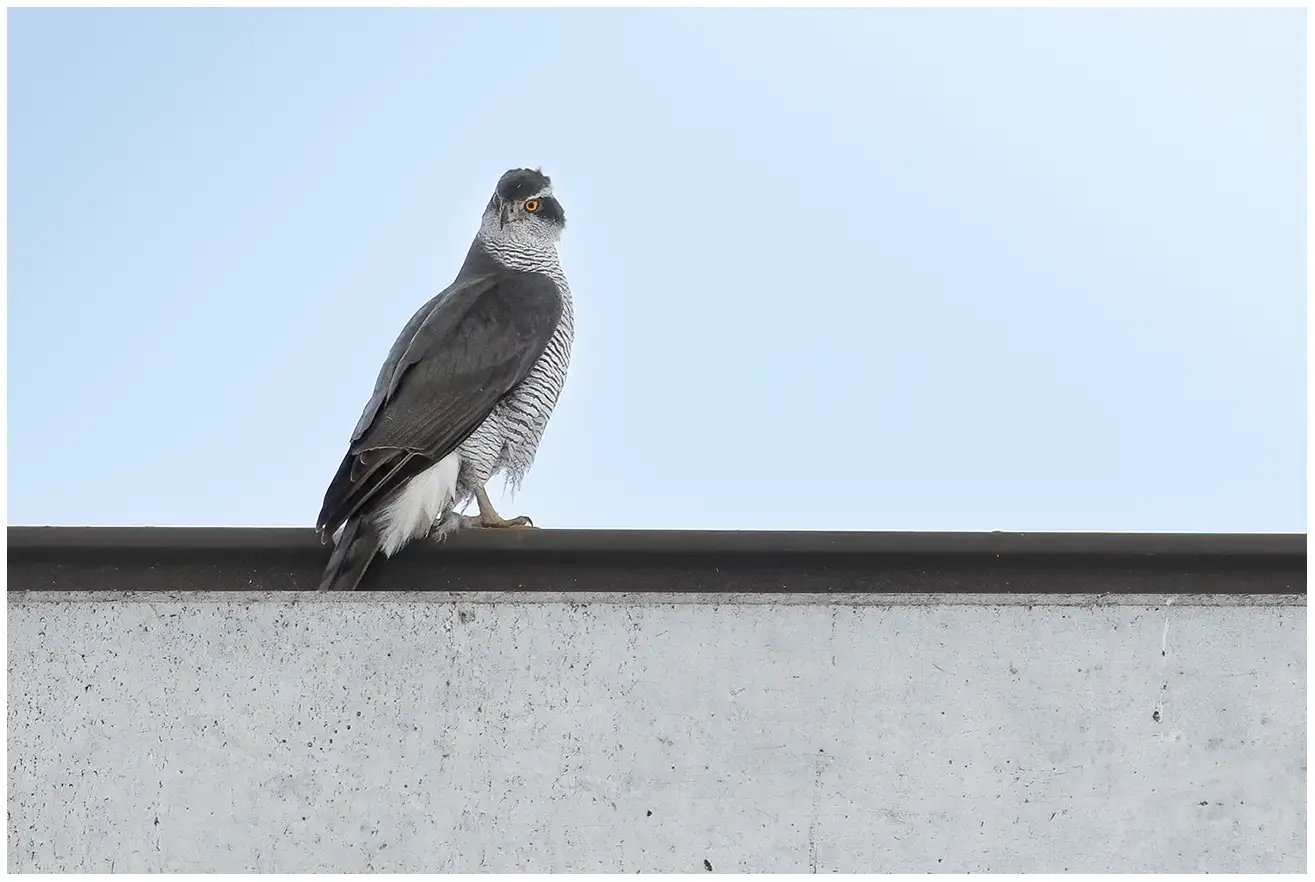 Northern Goshawk