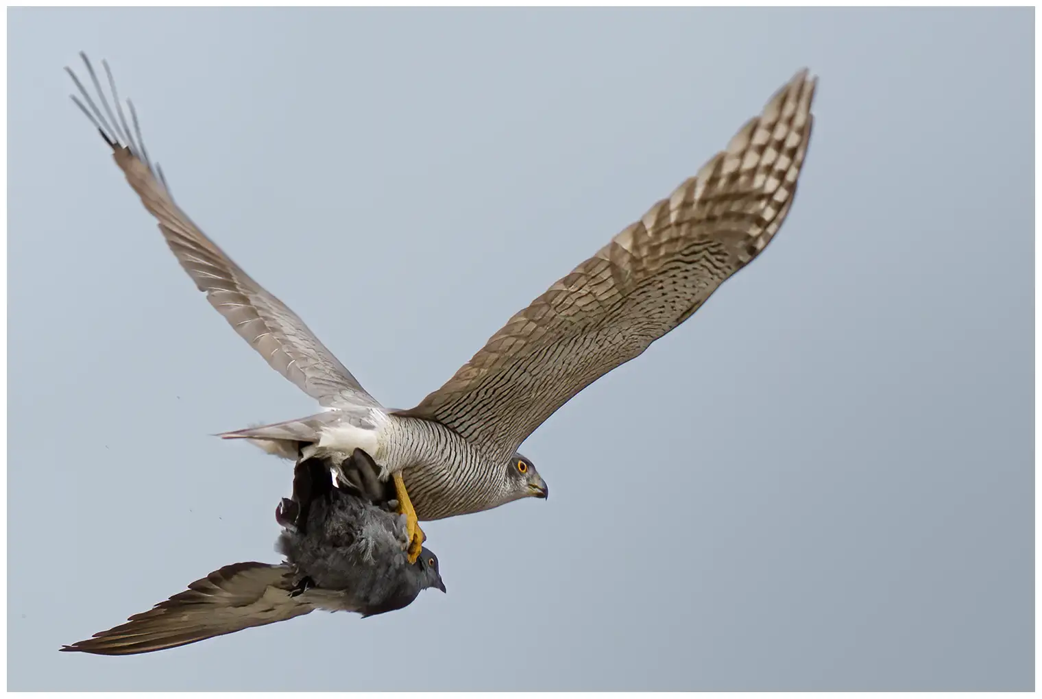Northern Goshawk