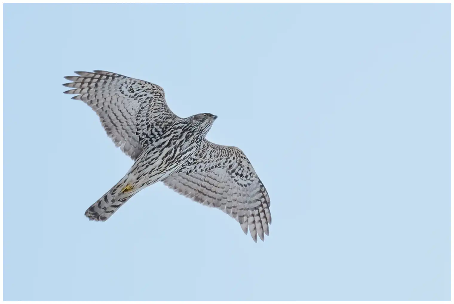 Northern Goshawk