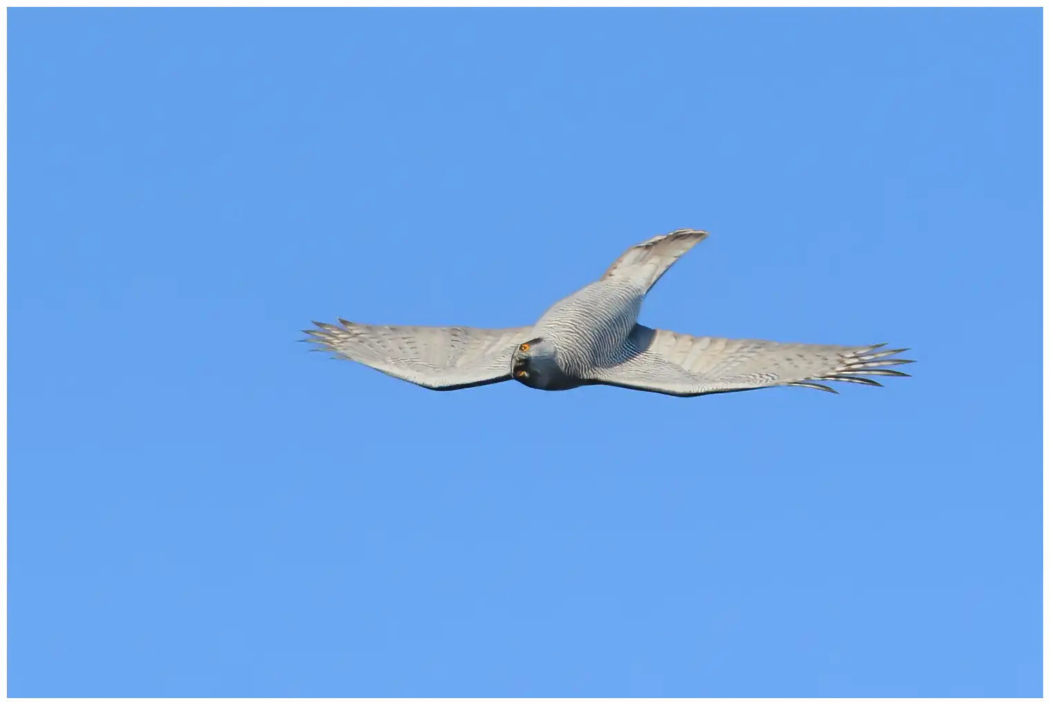Northern Goshawk