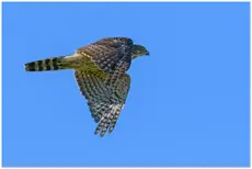 Northern Goshawk