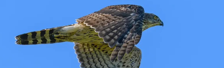 Northern Goshawk. Flying with blue sky. Cross-striped underside, dark grey upperside. Flying in a direction to the right.
