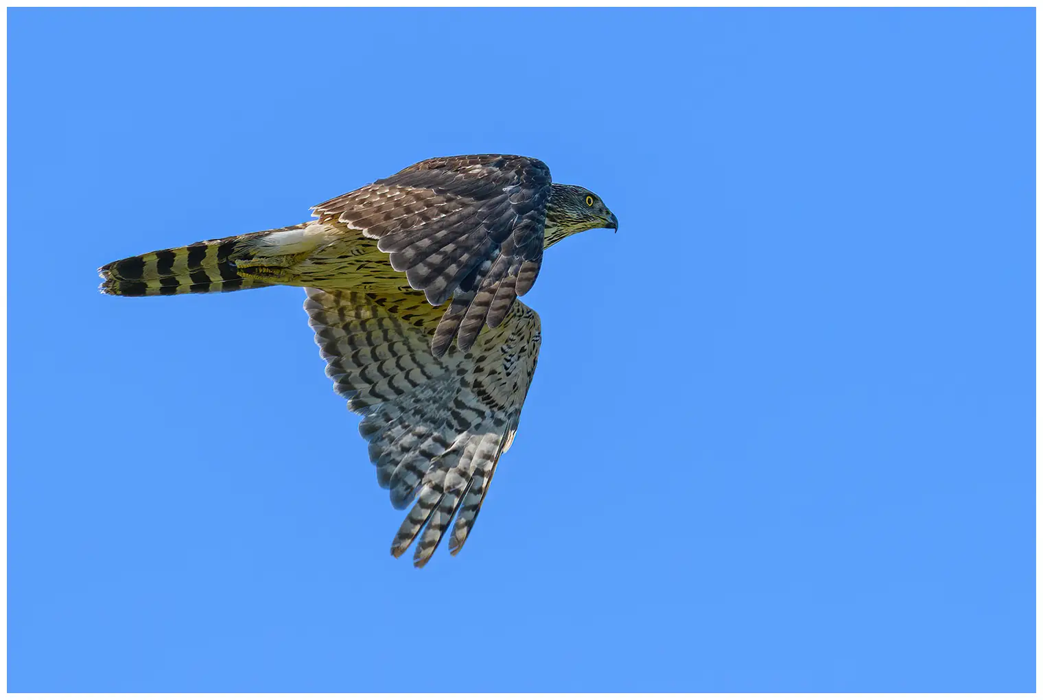 Northern Goshawk. Flying with blue sky. Cross-striped underside, dark grey upperside. Flying in a direction to the right.