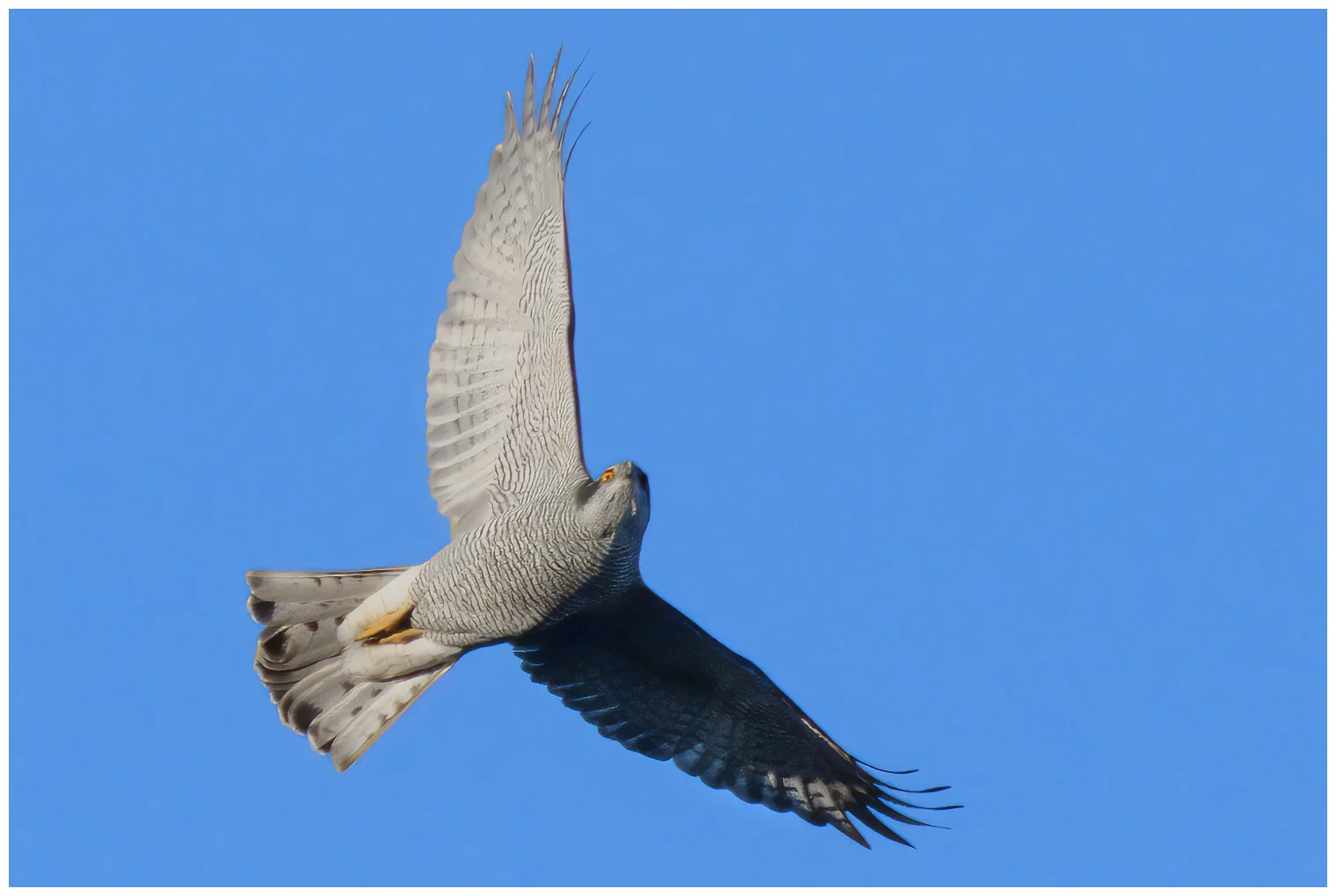 Northern Goshawk