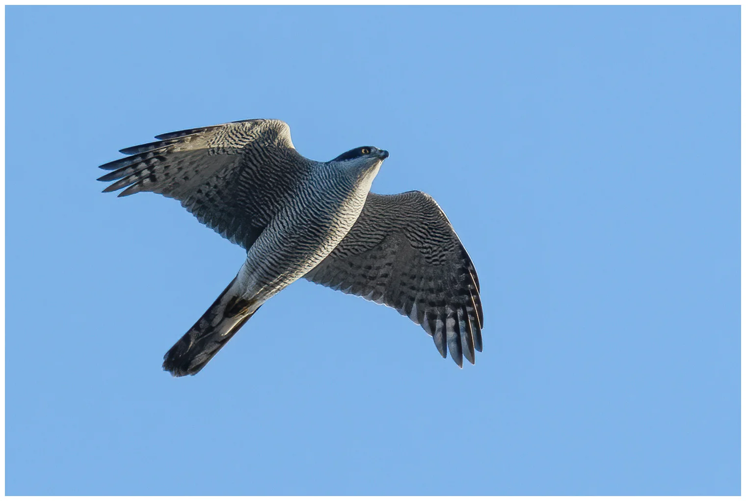 Northern Goshawk
