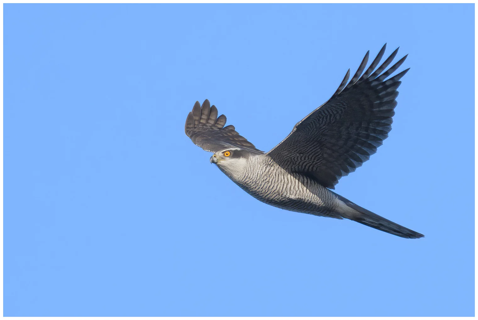 Northern Goshawk