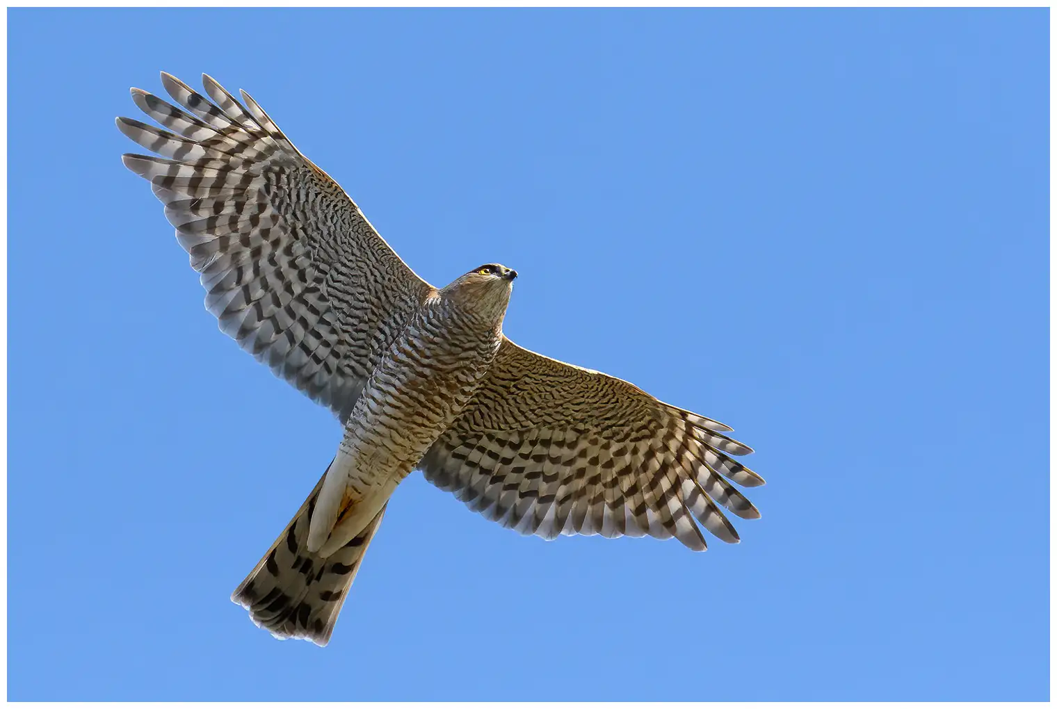 Sparrowhawk