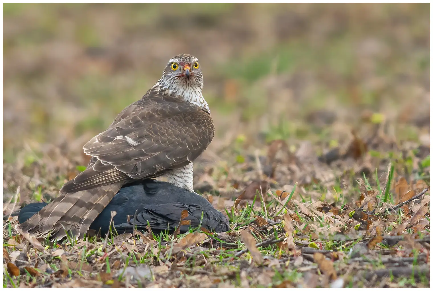 Sparrowhawk