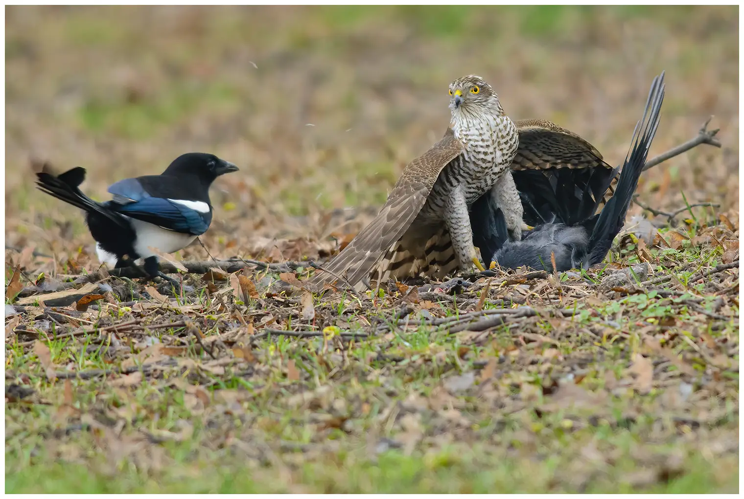 Sparrowhawk