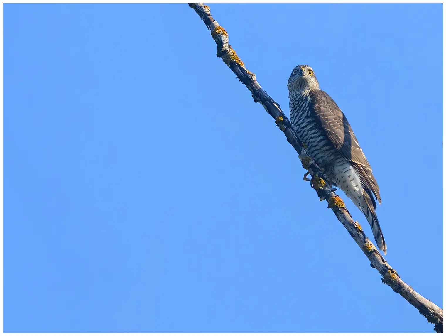 Sparrowhawk