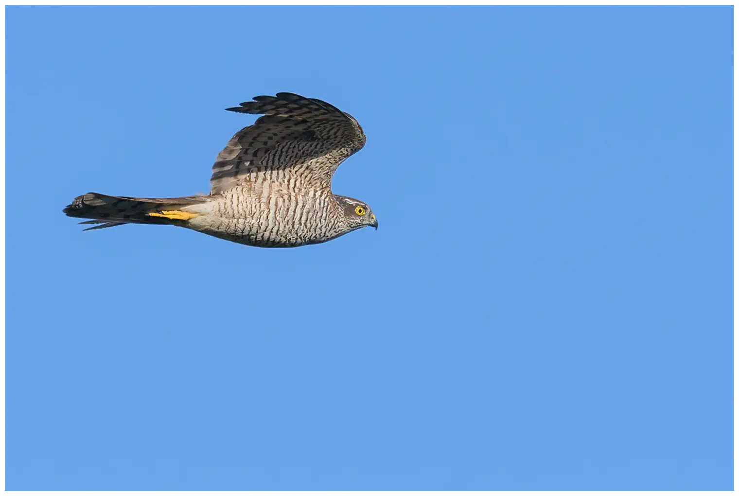Sparrowhawk