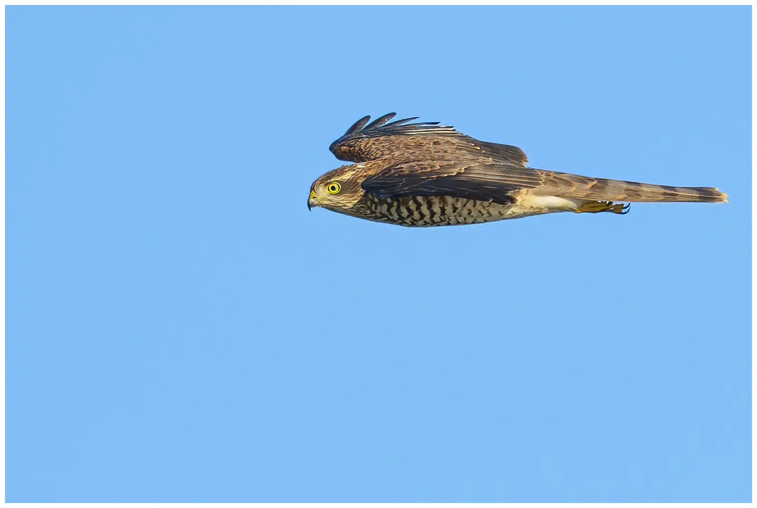 Sparrowhawk