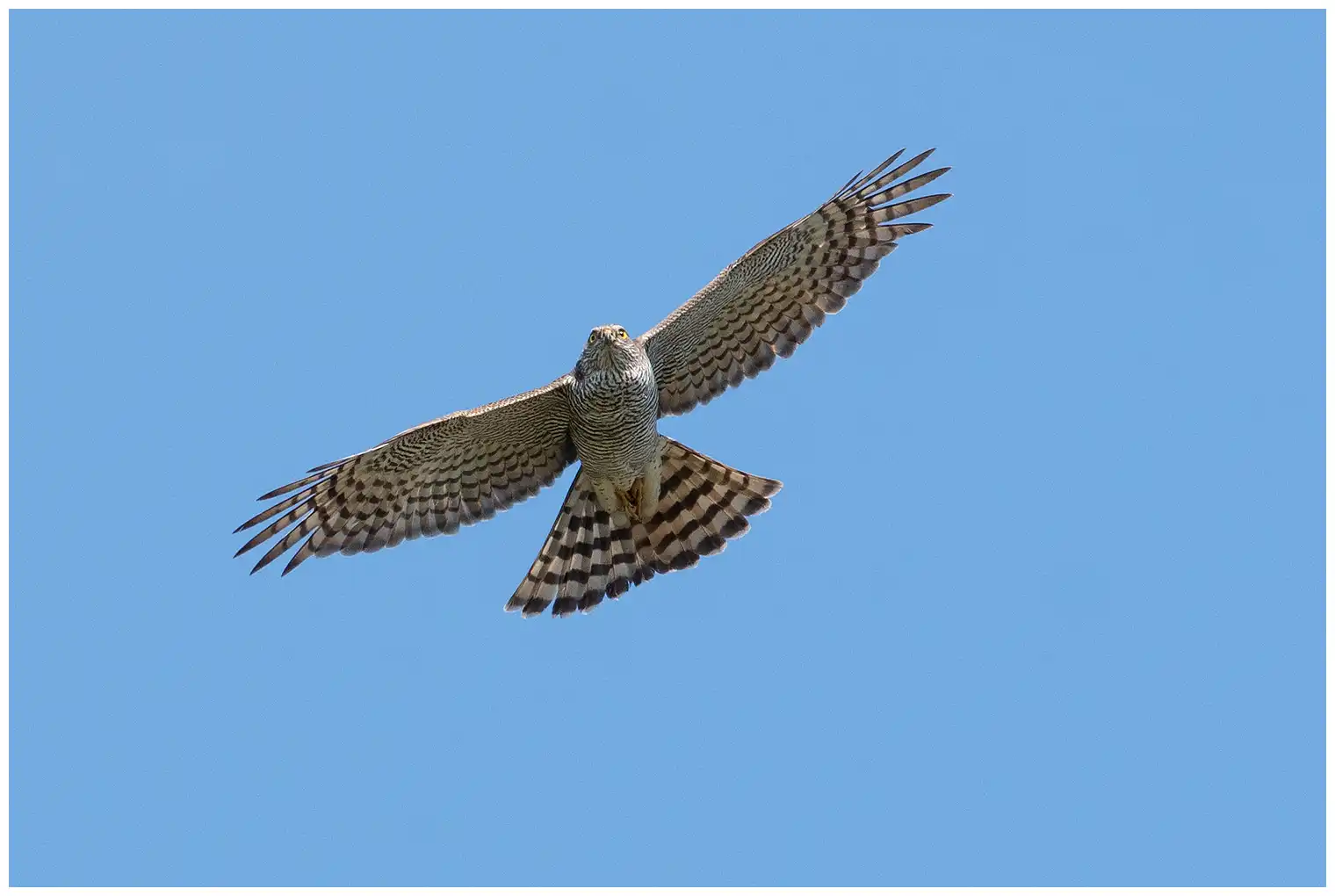 Sparrowhawk