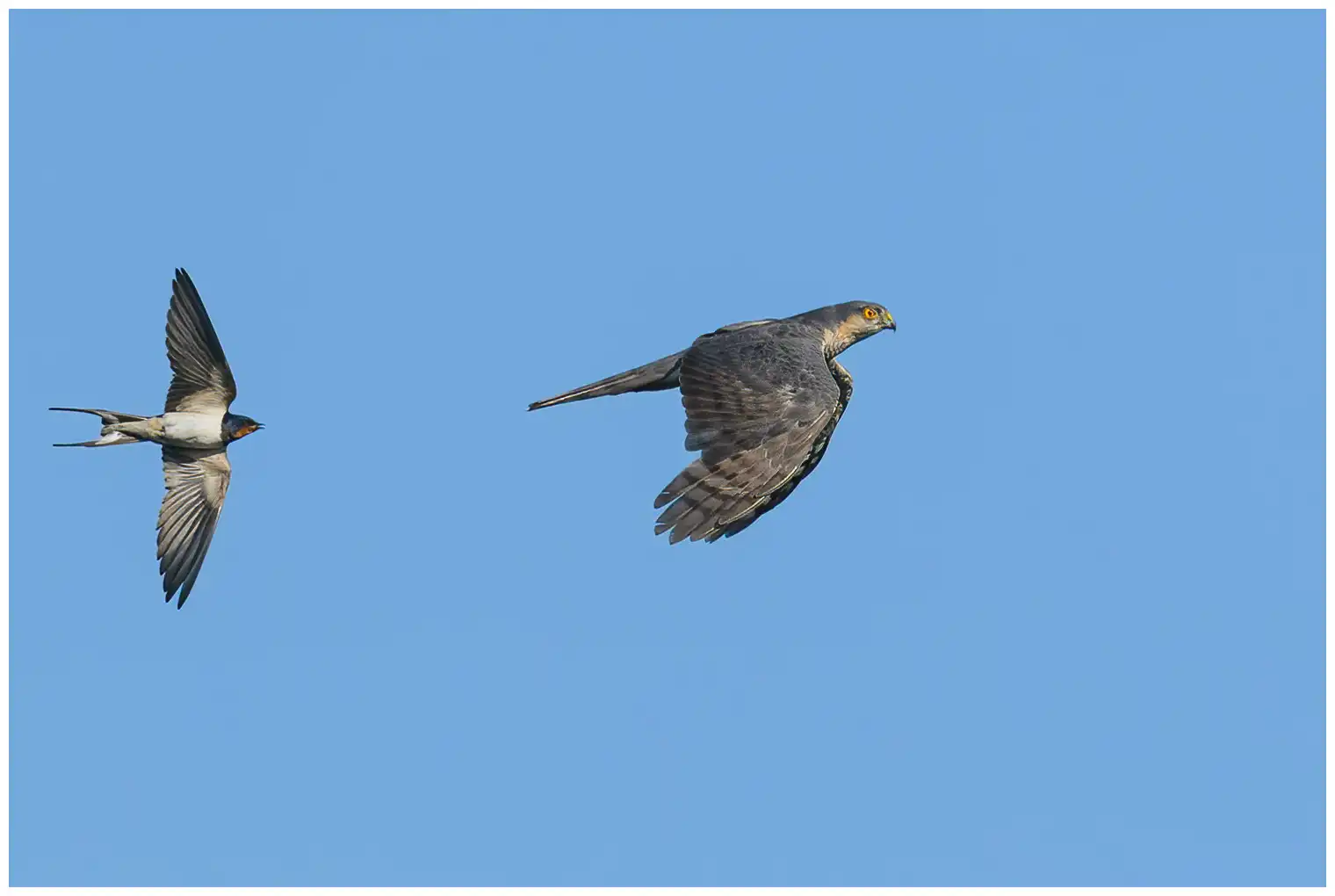 Sparrowhawk