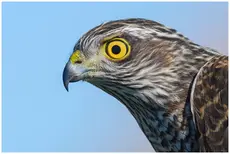 Sparrowhawk