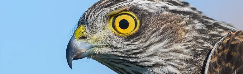 Sparrowhawk. Close-up of the head. Bright yellow eye. Brown, gray and light colors in the plumage.