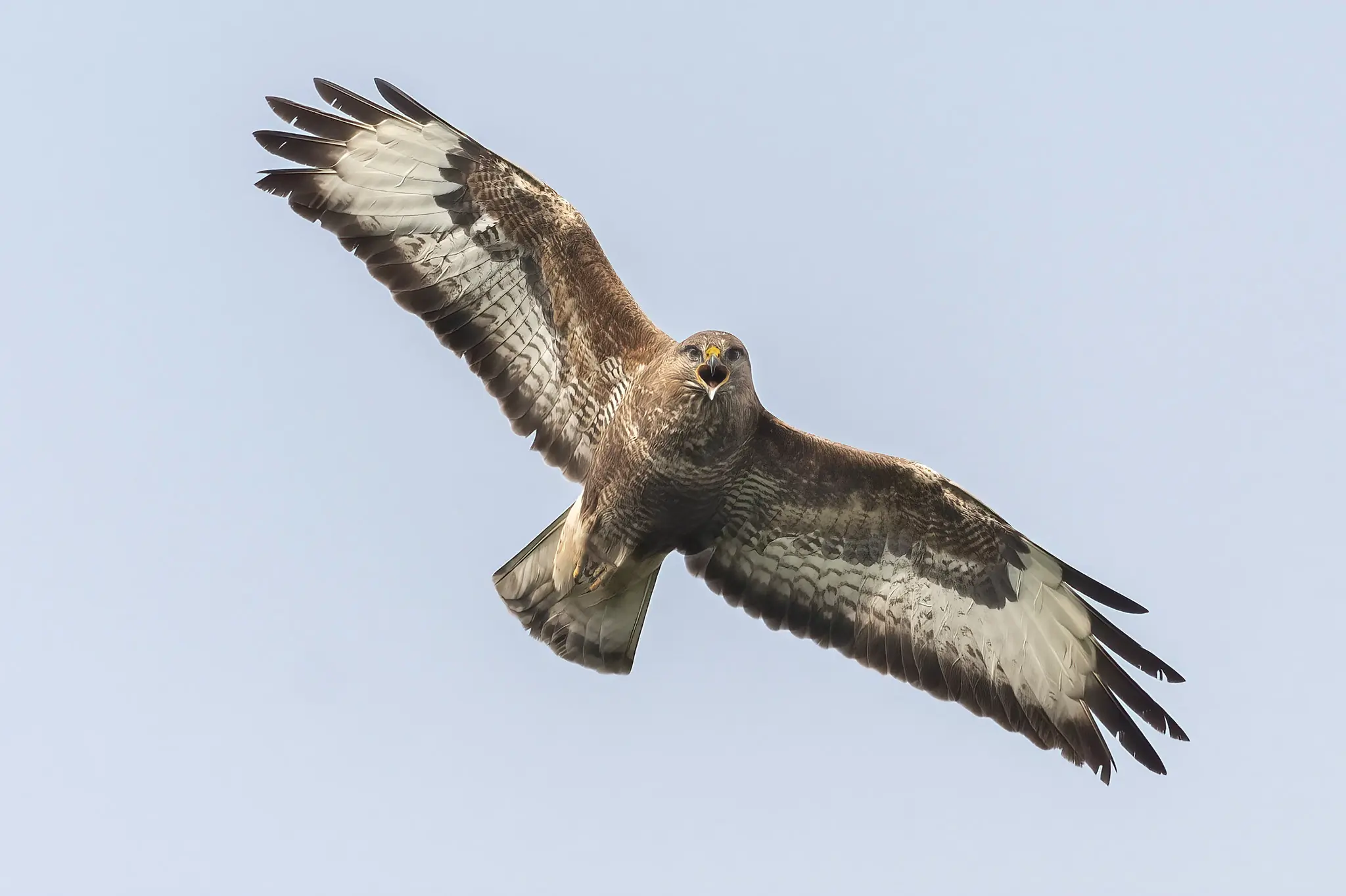 Buzzard