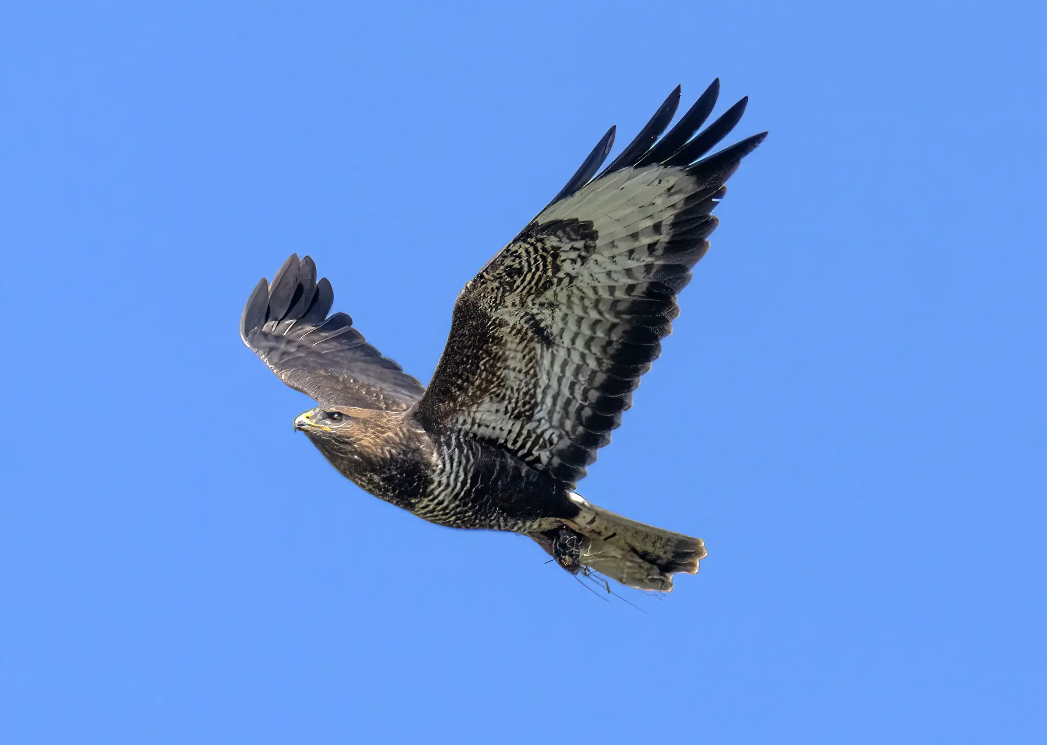 Buzzard