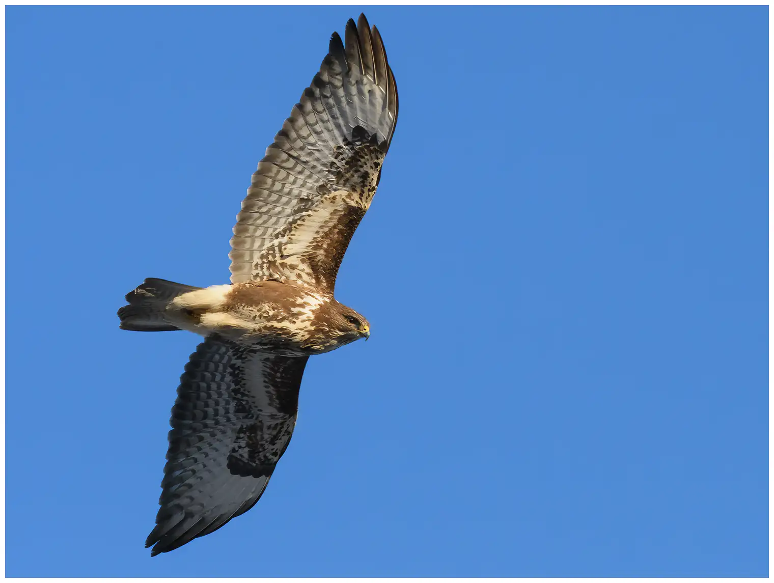 Buzzard