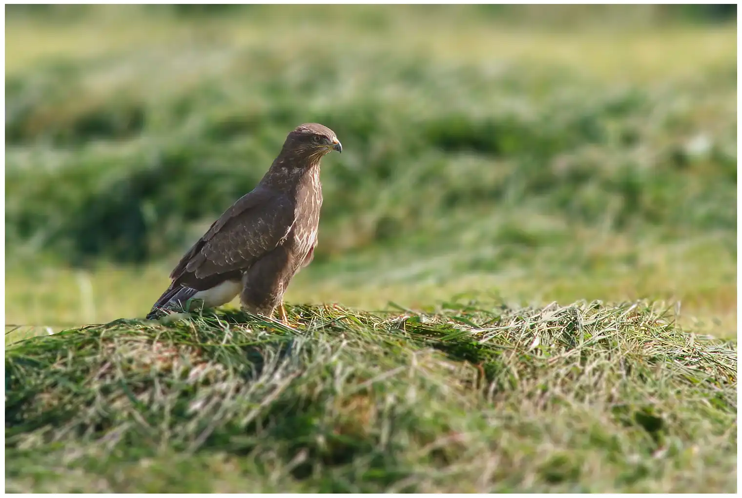 Buzzard