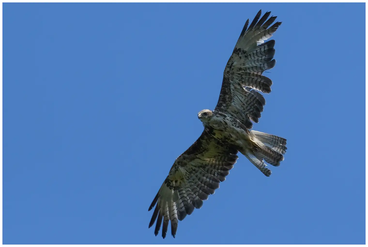 Buzzard