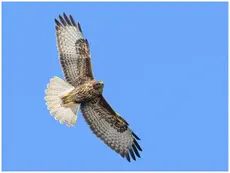 Buzzard