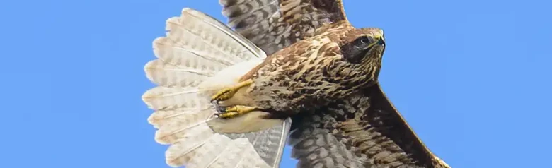 Buzzard. Soaring against a blue sky. Broad, rounded wings and short, rounded tail. Often circles at high altitude.