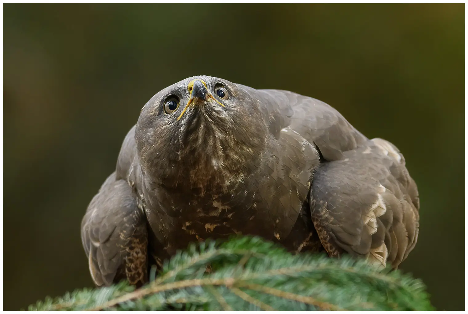 Buzzard