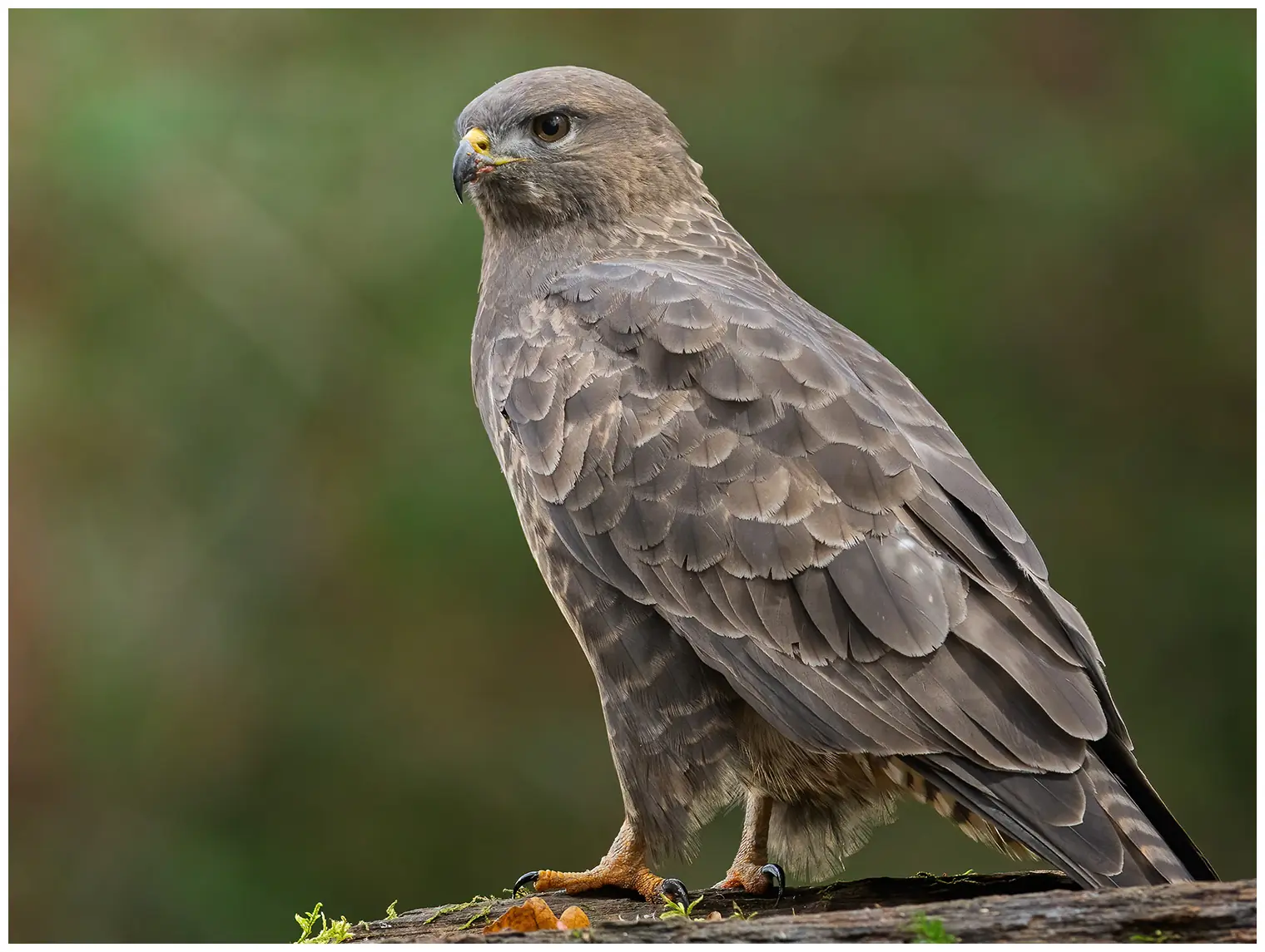 Buzzard