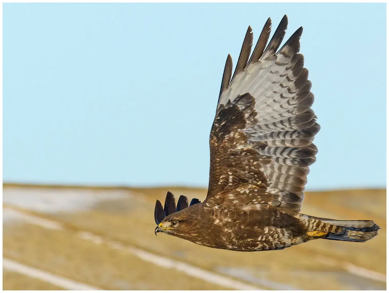 Buzzard