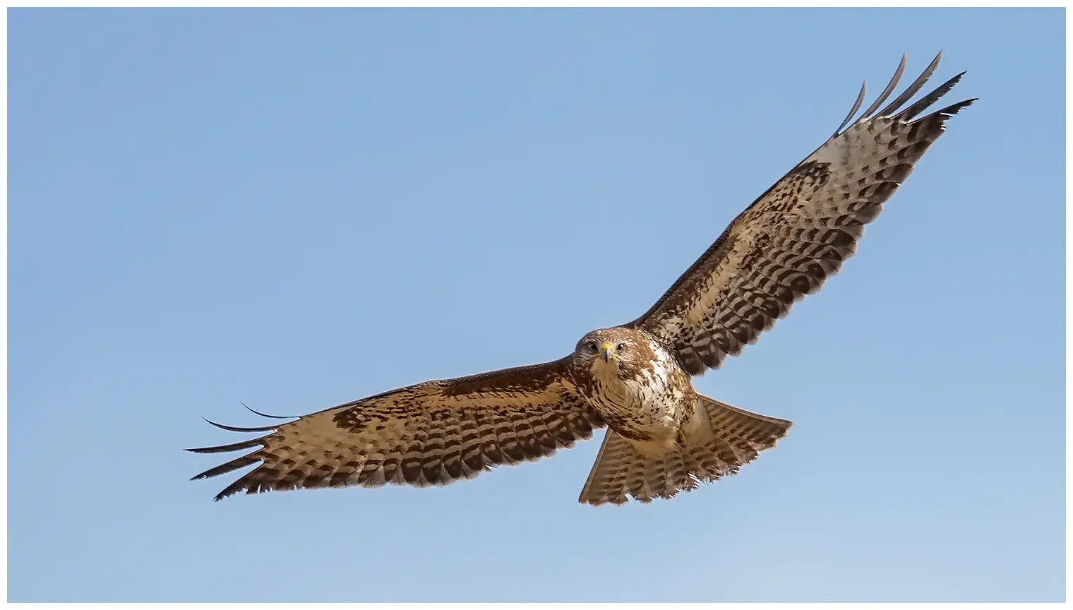 Buzzard