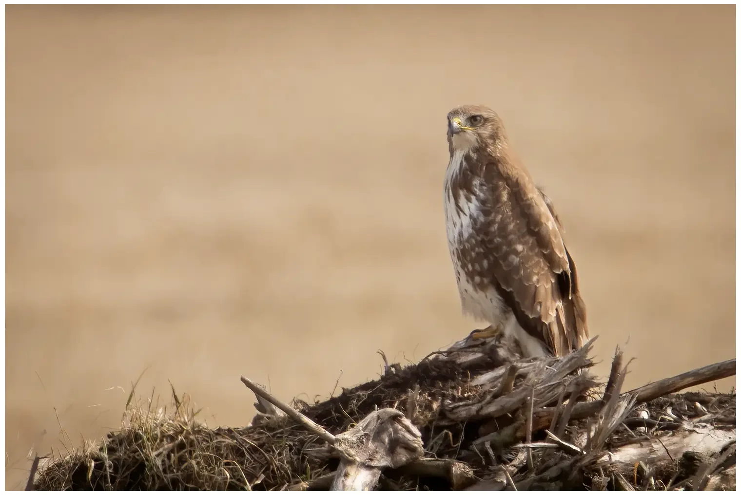 Buzzard