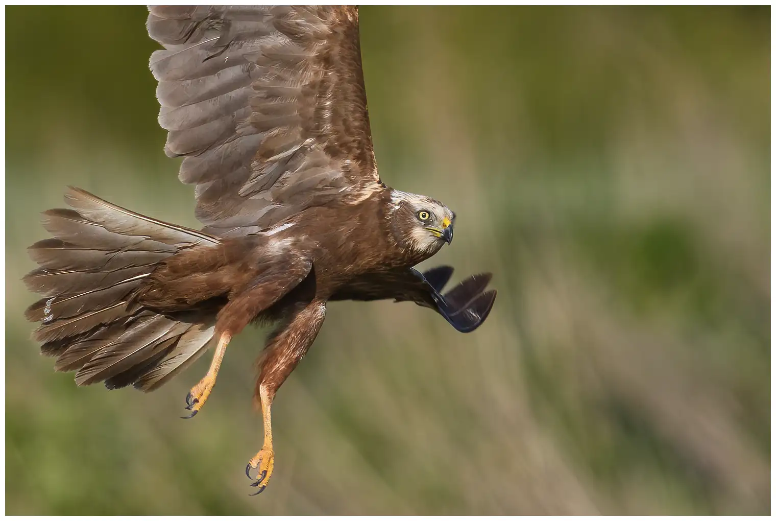 Western Marsh-Harrier