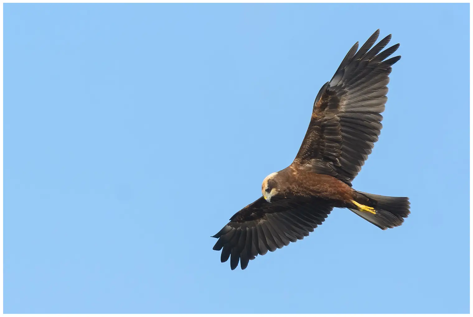 Western Marsh-Harrier