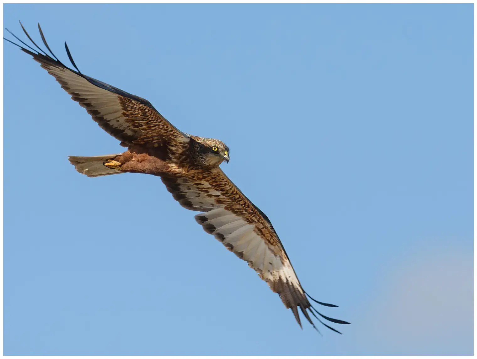 Western Marsh-Harrier