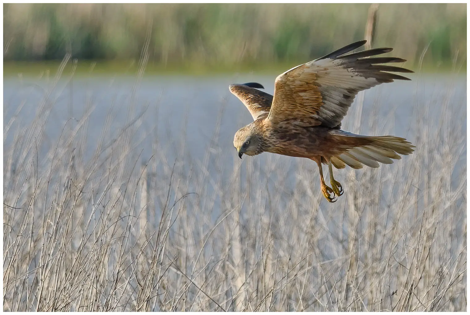 Western Marsh-Harrier