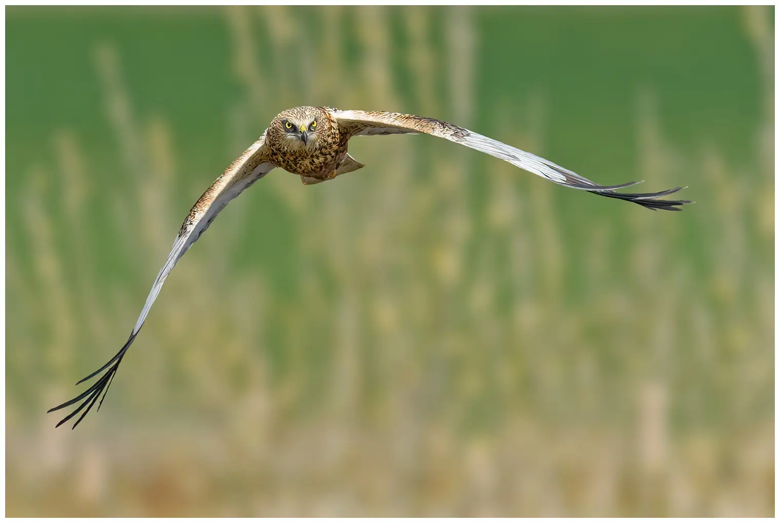 Western Marsh-Harrier
