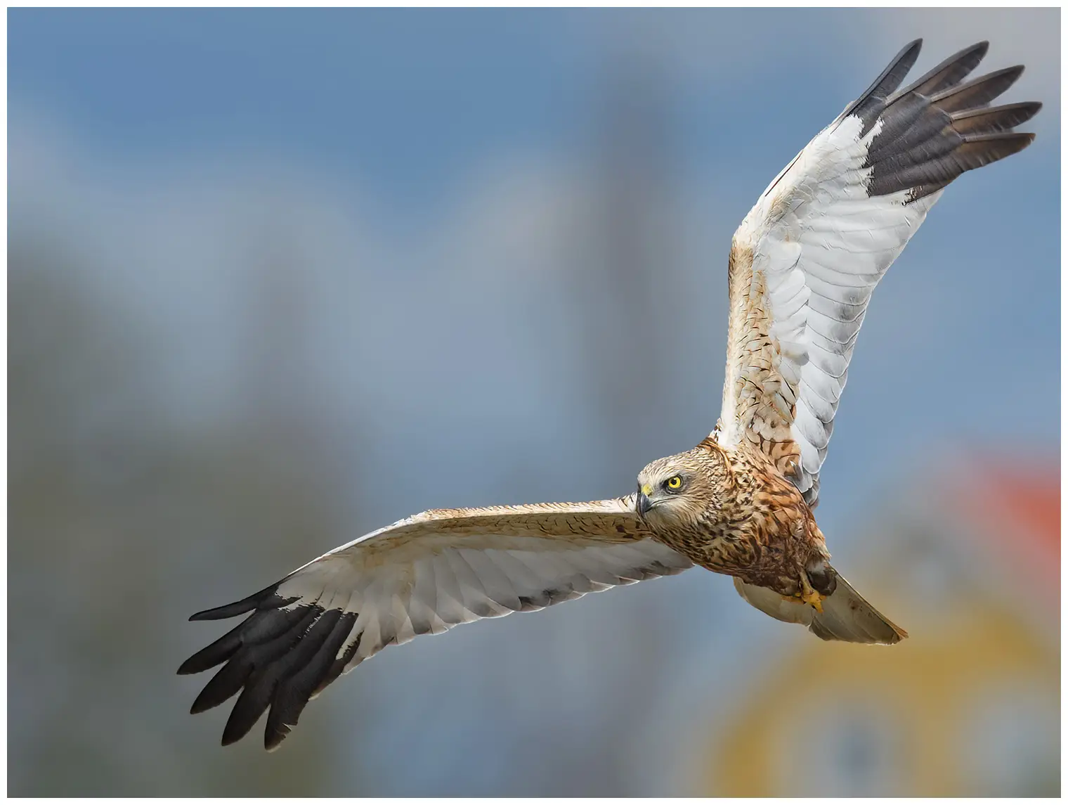 Western Marsh-Harrier