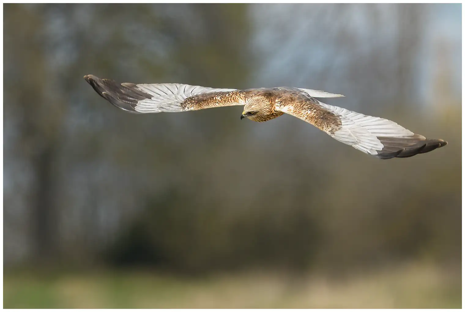 Western Marsh-Harrier