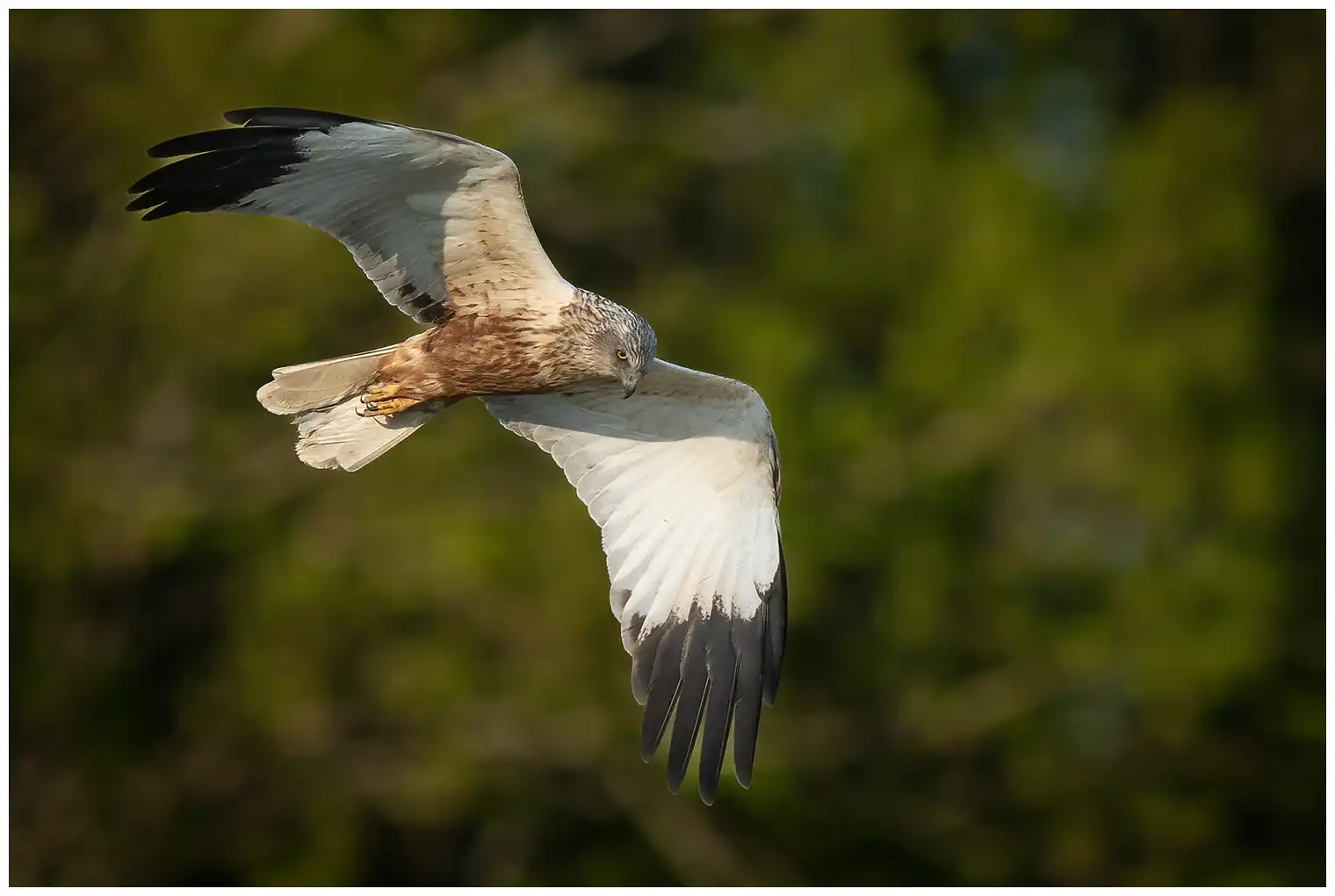 Western Marsh-Harrier