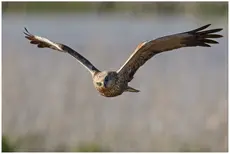 Western Marsh-Harrier