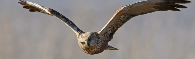 Western Marsh-Harrier. Seen here from the front as it soars over a reed forest. Often flies low over reed swamps, searching for prey.