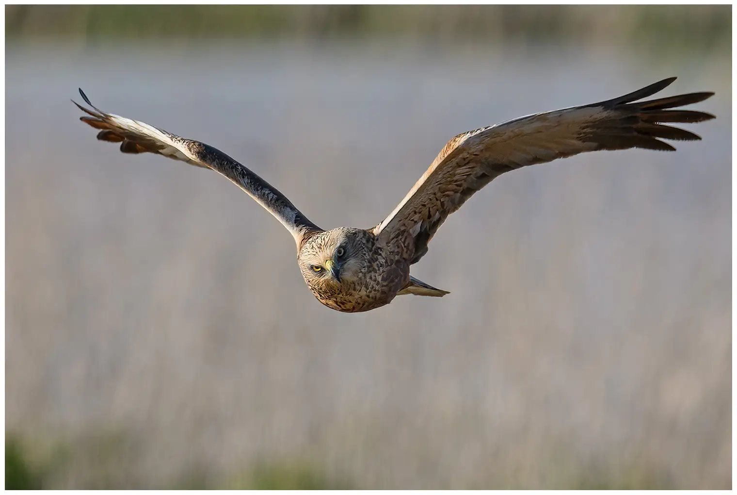 Western Marsh-Harrier. Seen here from the front as it soars over a reed forest. Often flies low over reed swamps, searching for prey.