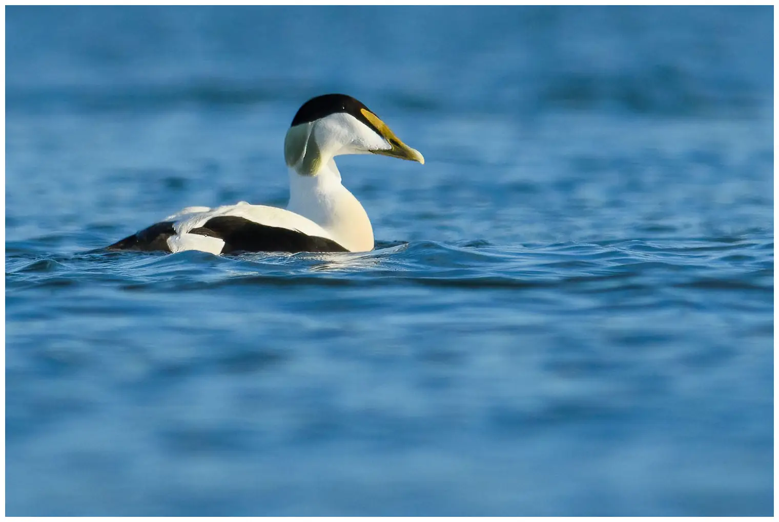 An eider on the water with a completely blurred background. It is a male with a green back of the head.