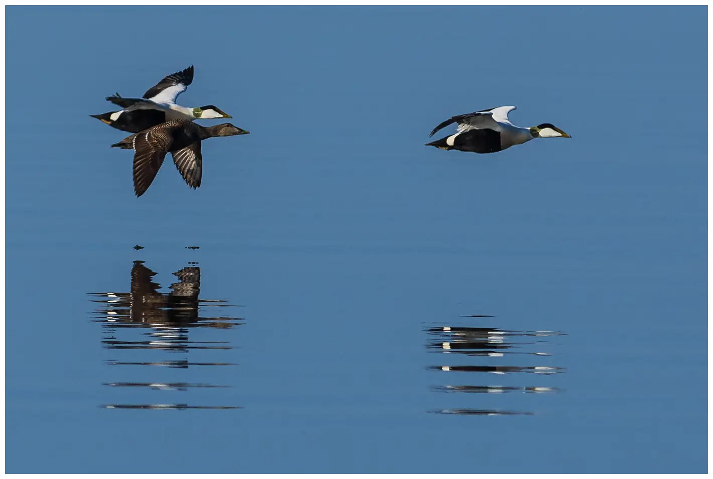 Eider