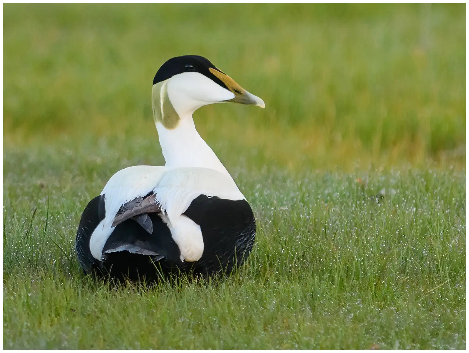 Eider
