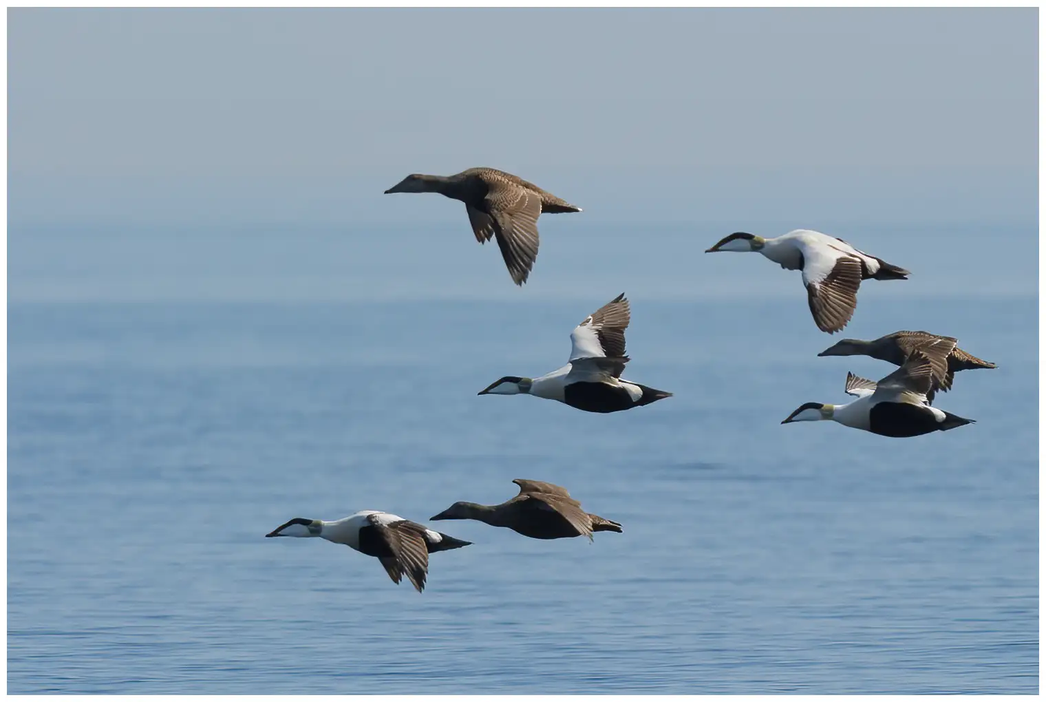 Eider