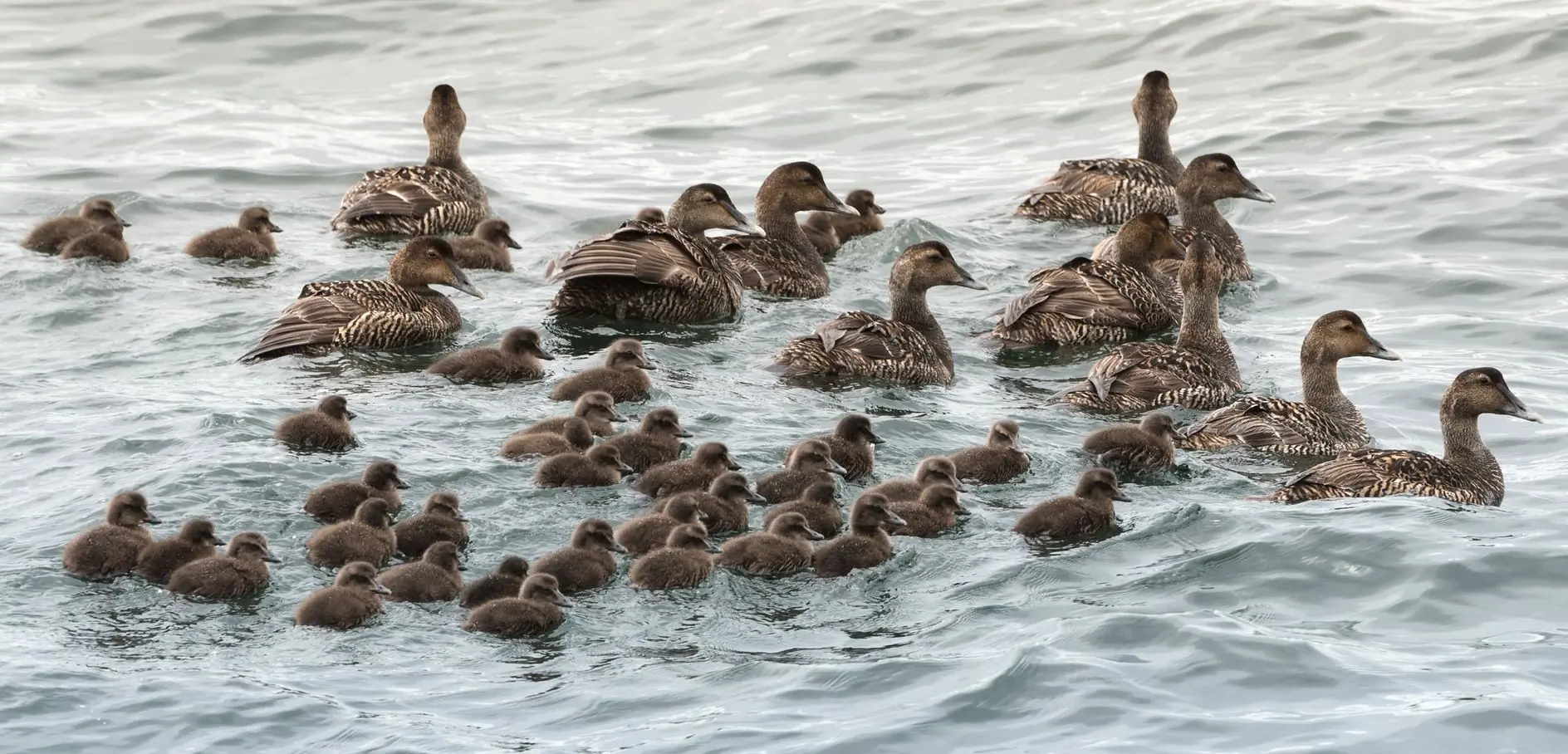 Eider