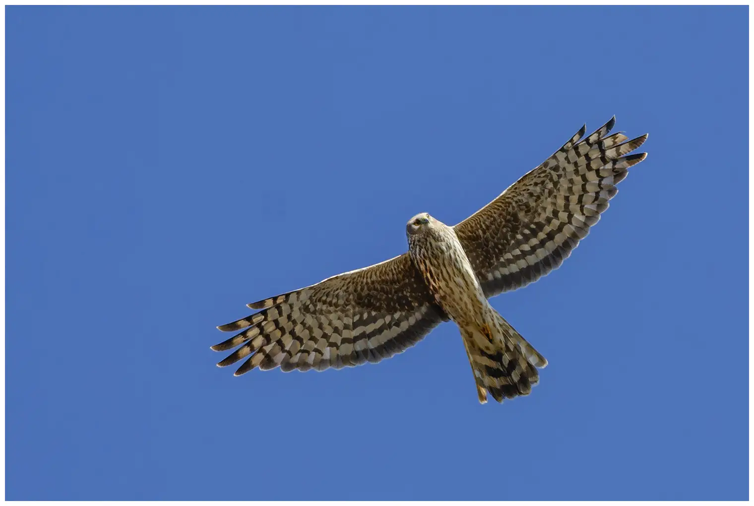 Hen Harrier