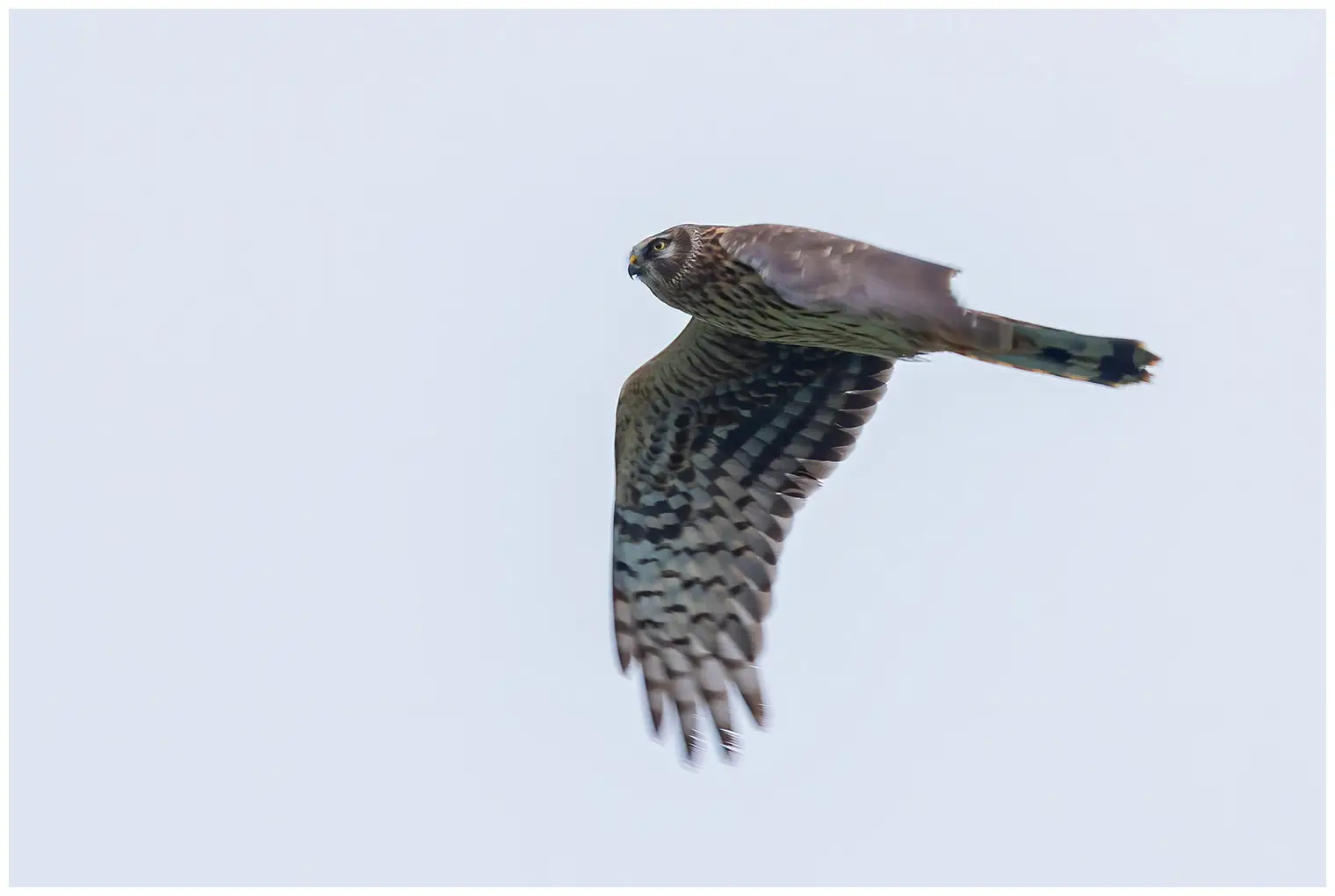 Hen Harrier